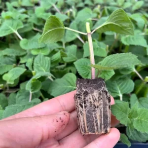 1 Monarda Bee Balm Fireball Plug Live Starter Plant, Well Rooted Plug, Bee Balm with Fiery Red Blooms to Attract Pollinators, 1