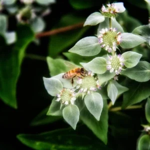 1 Mountain Mint Live Starter Plant in 4 Inch Pot, Short Toothed Mountain Mint, Well Rooted Plant for Garden Planting