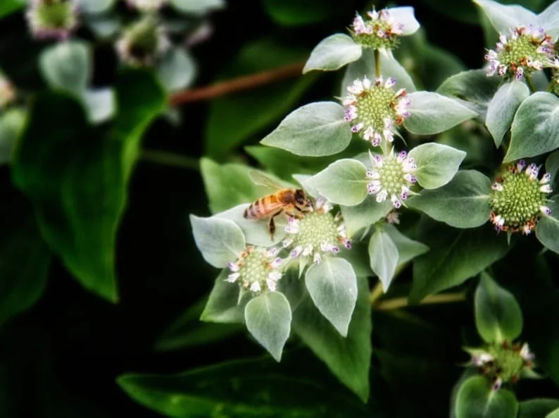 1 Mountain Mint Live Starter Plant in 4 Inch Pot, Short Toothed Mountain Mint, Well Rooted Plant for Garden Planting