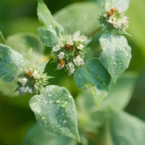 1 Mountain Mint Live Starter Plant in 4 Inch Pot, Short Toothed Mountain Mint, Well Rooted Plant for Garden Planting