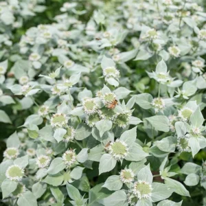 1 Mountain Mint Live Starter Plant in 4 Inch Pot, Short Toothed Mountain Mint, Well Rooted Plant for Garden Planting