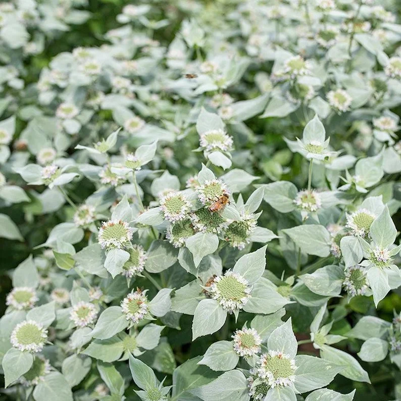 1 Mountain Mint Live Starter Plant in 4 Inch Pot, Short Toothed Mountain Mint, Well Rooted Plant for Garden Planting