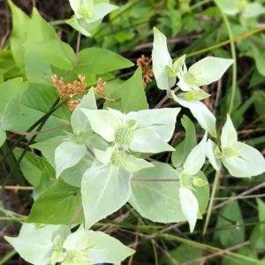 1 Mountain Mint Live Starter Plant in 4 Inch Pot, Short Toothed Mountain Mint, Well Rooted Plant for Garden Planting