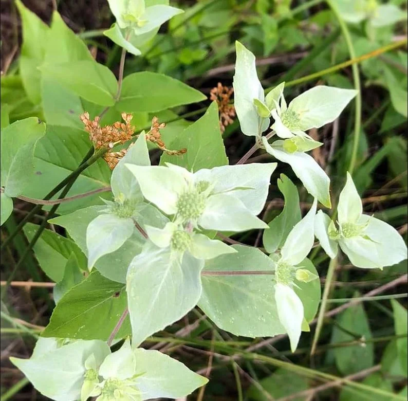 1 Mountain Mint Live Starter Plant in 4 Inch Pot, Short Toothed Mountain Mint, Well Rooted Plant for Garden Planting