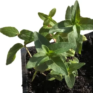 1 Mountain Mint Live Starter Plant in 4 Inch Pot, Short Toothed Mountain Mint, Well Rooted Plant for Garden Planting