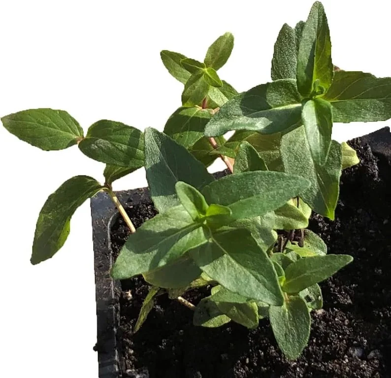 1 Mountain Mint Live Starter Plant in 4 Inch Pot, Short Toothed Mountain Mint, Well Rooted Plant for Garden Planting