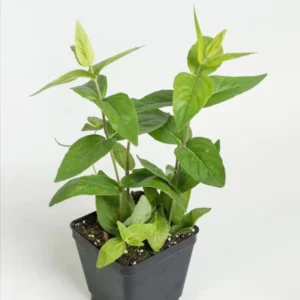 1 Mountain Mint Live Starter Plant in 4 Inch Pot, Short Toothed Mountain Mint, Well Rooted Plant for Garden Planting