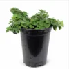 1 Oregano Hot and Spicy Plug, Live Starter Plant for Planting, Well Rooted Plug, Hardy Culinary Perennial for Herb Garden, 1"-3"Tall