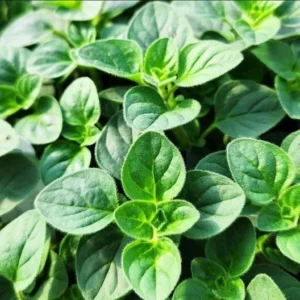 1 Oregano Hot and Spicy Plug, Live Starter Plant for Planting, Well Rooted Plug, Hardy Culinary Perennial for Herb Garden, 1