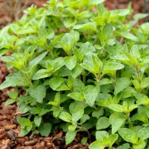 1 Oregano Hot and Spicy Plug, Live Starter Plant for Planting, Well Rooted Plug, Hardy Culinary Perennial for Herb Garden, 1