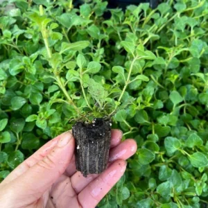 1 Oregano Hot and Spicy Plug, Live Starter Plant for Planting, Well Rooted Plug, Hardy Culinary Perennial for Herb Garden, 1