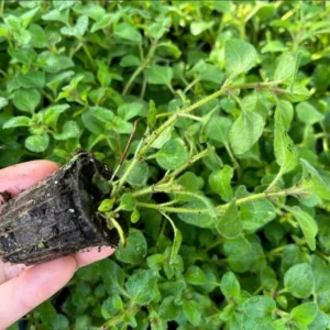 1 Oregano Hot and Spicy Plug, Live Starter Plant for Planting, Well Rooted Plug, Hardy Culinary Perennial for Herb Garden, 1