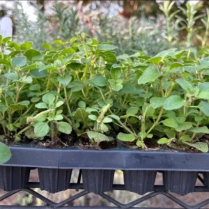 1 Oregano Hot and Spicy Plug, Live Starter Plant for Planting, Well Rooted Plug, Hardy Culinary Perennial for Herb Garden, 1