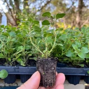 1 Oregano Hot and Spicy Plug, Live Starter Plant for Planting, Well Rooted Plug, Hardy Culinary Perennial for Herb Garden, 1
