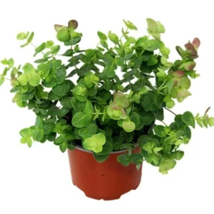 1 Oregano Kent Beauty Plug, Live Starter Plant for Planting, Ornamental Cascade Oregano Herb Plant, Well-rooted Plug, 1