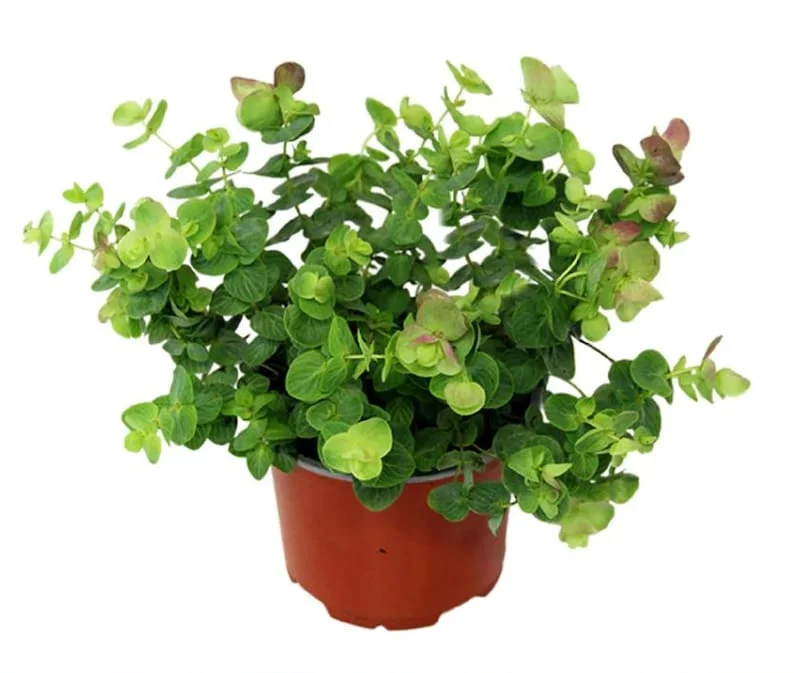 1 Oregano Kent Beauty Plug, Live Starter Plant for Planting, Ornamental Cascade Oregano Herb Plant, Well-rooted Plug, 1"-3"Tall