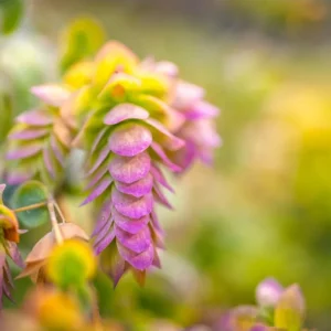 1 Oregano Kent Beauty Plug, Live Starter Plant for Planting, Ornamental Cascade Oregano Herb Plant, Well-rooted Plug, 1