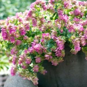 1 Oregano Kent Beauty Plug, Live Starter Plant for Planting, Ornamental Cascade Oregano Herb Plant, Well-rooted Plug, 1