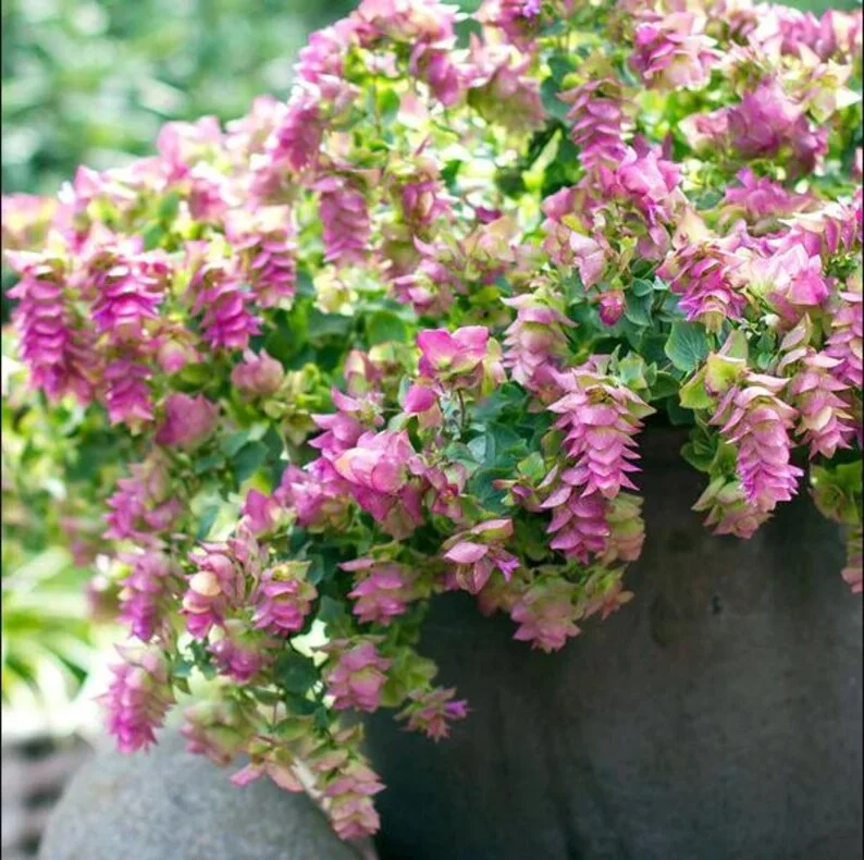 1 Oregano Kent Beauty Plug, Live Starter Plant for Planting, Ornamental Cascade Oregano Herb Plant, Well-rooted Plug, 1"-3"Tall