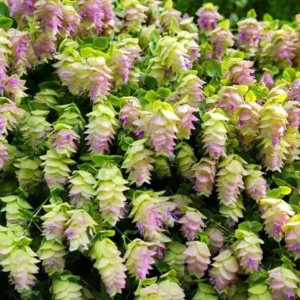 1 Oregano Kent Beauty Plug, Live Starter Plant for Planting, Ornamental Cascade Oregano Herb Plant, Well-rooted Plug, 1