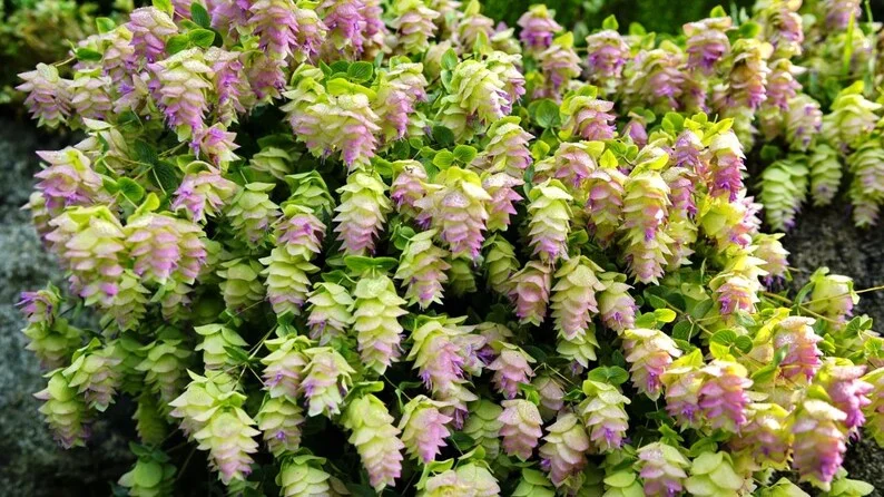 1 Oregano Kent Beauty Plug, Live Starter Plant for Planting, Ornamental Cascade Oregano Herb Plant, Well-rooted Plug, 1"-3"Tall