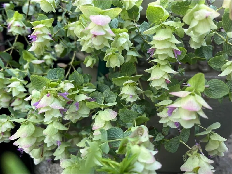 1 Oregano Kent Beauty Plug, Live Starter Plant for Planting, Ornamental Cascade Oregano Herb Plant, Well-rooted Plug, 1"-3"Tall
