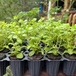 1 Oregano Kent Beauty Plug, Live Starter Plant for Planting, Ornamental Cascade Oregano Herb Plant, Well-rooted Plug, 1