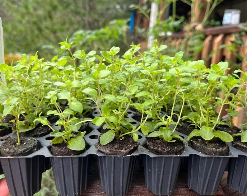 1 Oregano Kent Beauty Plug, Live Starter Plant for Planting, Ornamental Cascade Oregano Herb Plant, Well-rooted Plug, 1"-3"Tall