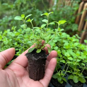 1 Oregano Kent Beauty Plug, Live Starter Plant for Planting, Ornamental Cascade Oregano Herb Plant, Well-rooted Plug, 1