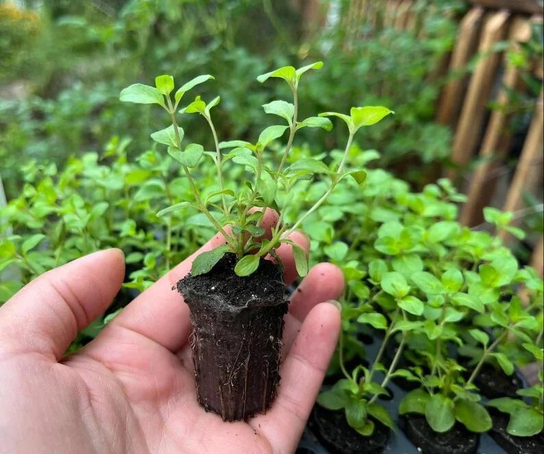 1 Oregano Kent Beauty Plug, Live Starter Plant for Planting, Ornamental Cascade Oregano Herb Plant, Well-rooted Plug, 1"-3"Tall