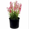 1 Penstemon Flock Flamingo Plug, Live Starter Plant for Planting, Hardy Perennial Wildflower, Well-rooted Plug, 1"-3"Tall