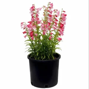 1 Penstemon Flock Flamingo Plug, Live Starter Plant for Planting, Hardy Perennial Wildflower, Well-rooted Plug, 1"-3"Tall