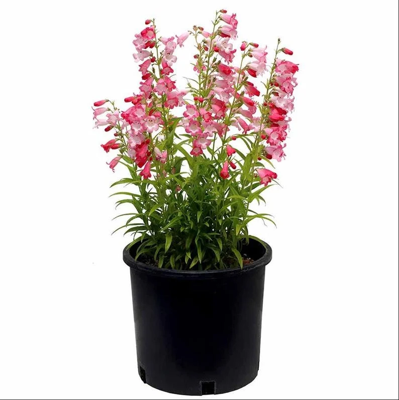 1 Penstemon Flock Flamingo Plug, Live Starter Plant for Planting, Hardy Perennial Wildflower, Well-rooted Plug, 1"-3"Tall