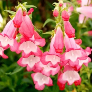1 Penstemon Flock Flamingo Plug, Live Starter Plant for Planting, Hardy Perennial Wildflower, Well-rooted Plug, 1"-3"Tall