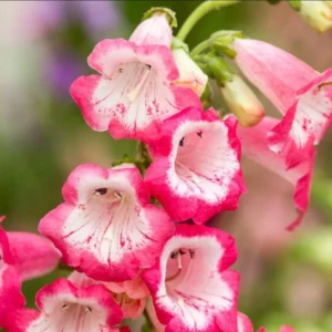 1 Penstemon Flock Flamingo Plug, Live Starter Plant for Planting, Hardy Perennial Wildflower, Well-rooted Plug, 1