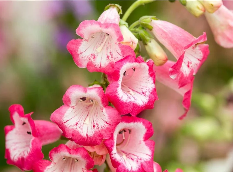 1 Penstemon Flock Flamingo Plug, Live Starter Plant for Planting, Hardy Perennial Wildflower, Well-rooted Plug, 1"-3"Tall