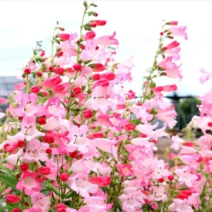 1 Penstemon Flock Flamingo Plug, Live Starter Plant for Planting, Hardy Perennial Wildflower, Well-rooted Plug, 1