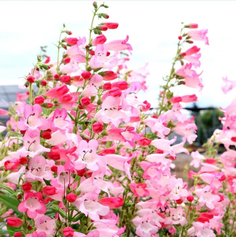 1 Penstemon Flock Flamingo Plug, Live Starter Plant for Planting, Hardy Perennial Wildflower, Well-rooted Plug, 1"-3"Tall