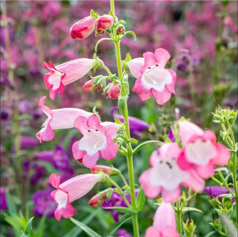 1 Penstemon Flock Flamingo Plug, Live Starter Plant for Planting, Hardy Perennial Wildflower, Well-rooted Plug, 1"-3"Tall