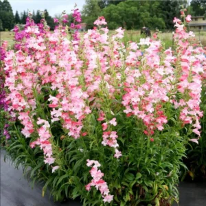 1 Penstemon Flock Flamingo Plug, Live Starter Plant for Planting, Hardy Perennial Wildflower, Well-rooted Plug, 1