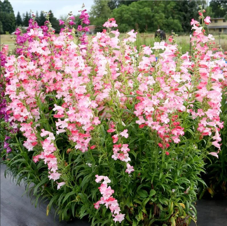 1 Penstemon Flock Flamingo Plug, Live Starter Plant for Planting, Hardy Perennial Wildflower, Well-rooted Plug, 1"-3"Tall