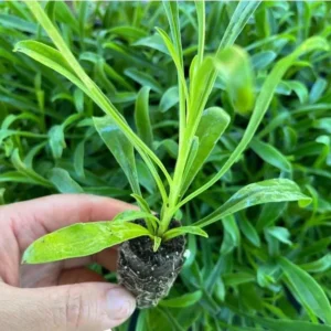 1 Penstemon Flock Flamingo Plug, Live Starter Plant for Planting, Hardy Perennial Wildflower, Well-rooted Plug, 1