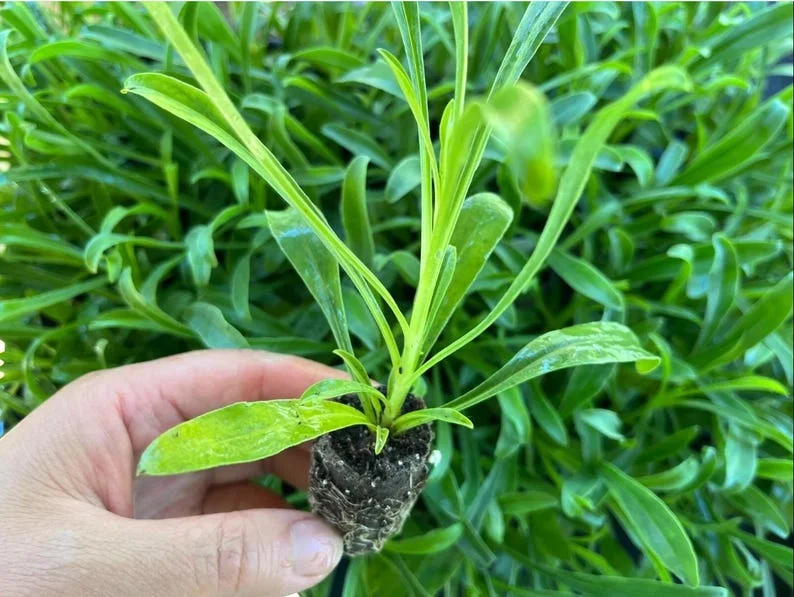 1 Penstemon Flock Flamingo Plug, Live Starter Plant for Planting, Hardy Perennial Wildflower, Well-rooted Plug, 1"-3"Tall