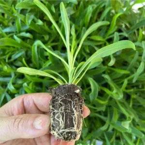 1 Penstemon Flock Flamingo Plug, Live Starter Plant for Planting, Hardy Perennial Wildflower, Well-rooted Plug, 1