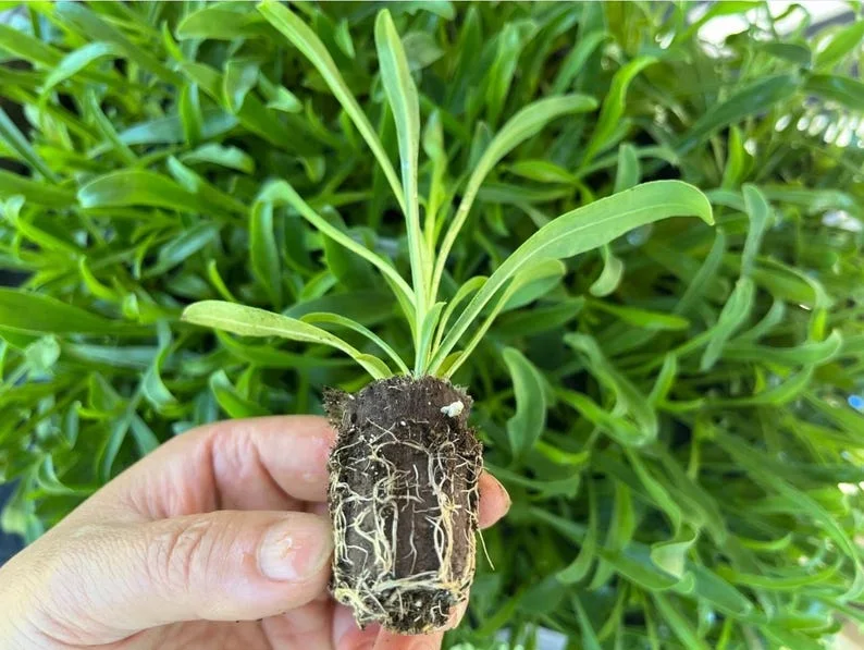 1 Penstemon Flock Flamingo Plug, Live Starter Plant for Planting, Hardy Perennial Wildflower, Well-rooted Plug, 1"-3"Tall