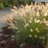 4-Pack Fountain Grass Live Plants 5-9 Inches Tall Ornamental Grass