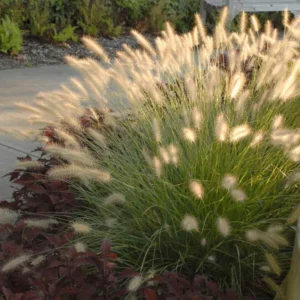 4-Pack Fountain Grass Live Plants 5-9 Inches Tall Ornamental Grass