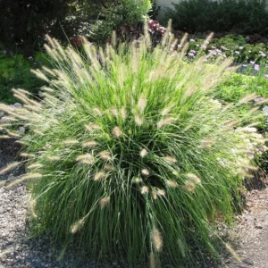 4-Pack Fountain Grass Live Plants 5-9 Inches Tall Ornamental Grass