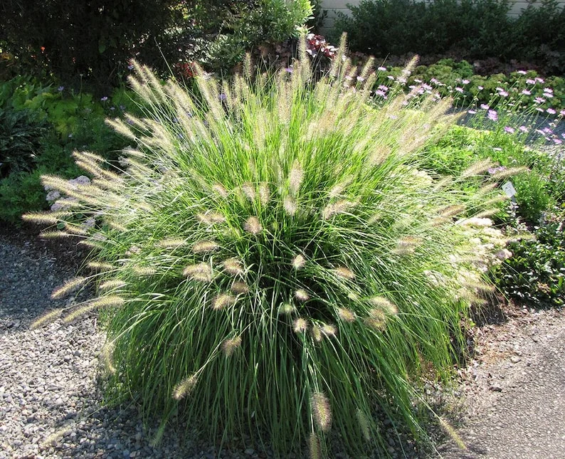 4-Pack Fountain Grass Live Plants 5-9 Inches Tall Ornamental Grass