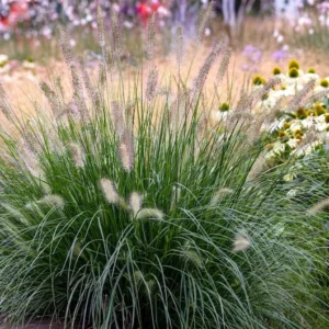 4-Pack Fountain Grass Live Plants 5-9 Inches Tall Ornamental Grass
